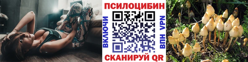 закладки  Гуково  Псилоцибиновые грибы Psilocybe 